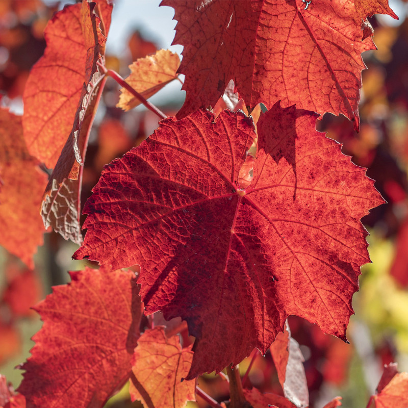 Organic French Red Vine Herbal Tea - Romon Nature