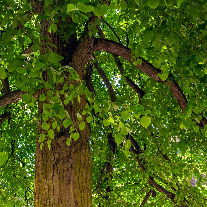 Organic Lime Tree Sapwood - Romon Nature