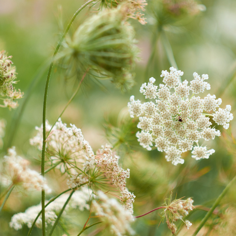Organic Meadowsweet Tea – 18 Bags | Romon Nature