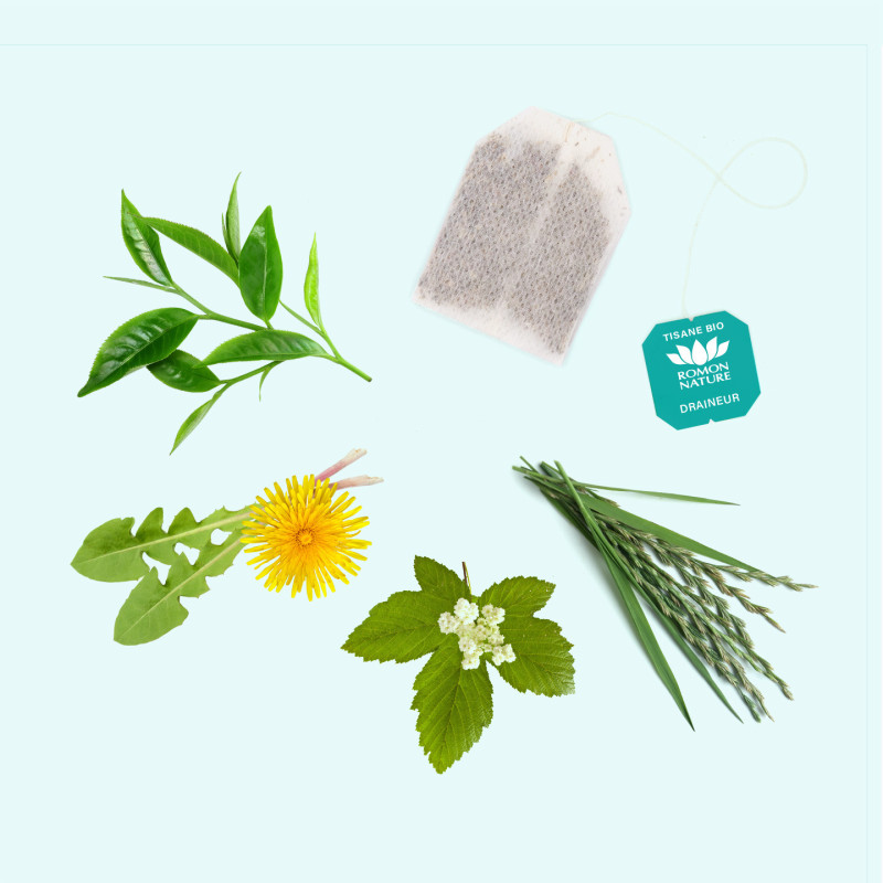 Tisane Bio Draineur – Infusion Thé Vert & Pissenlit