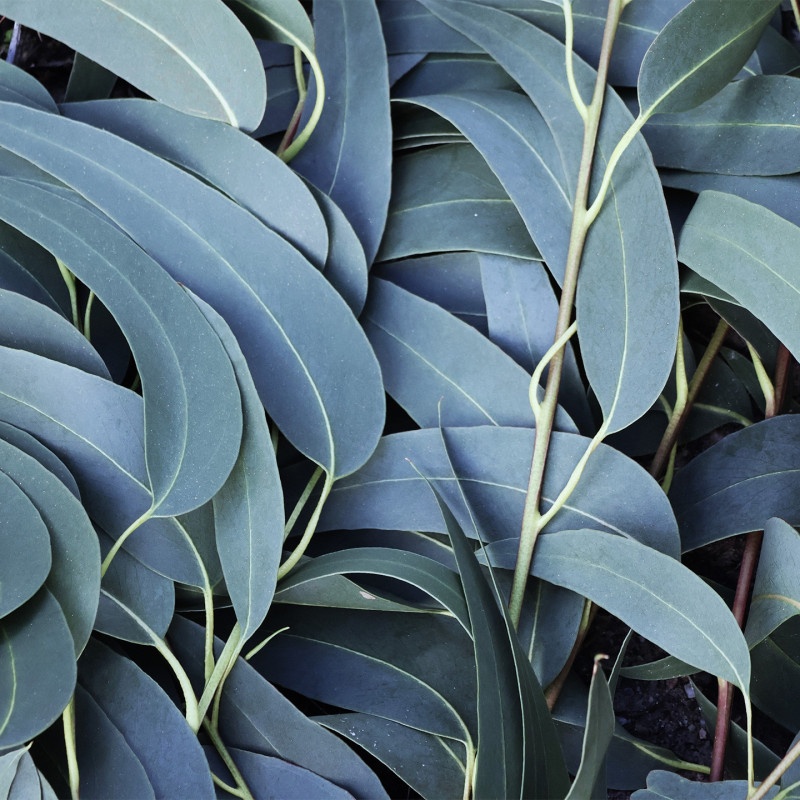 Tisane Eucalyptus Bio* – 20 Sachets | Romon Nature