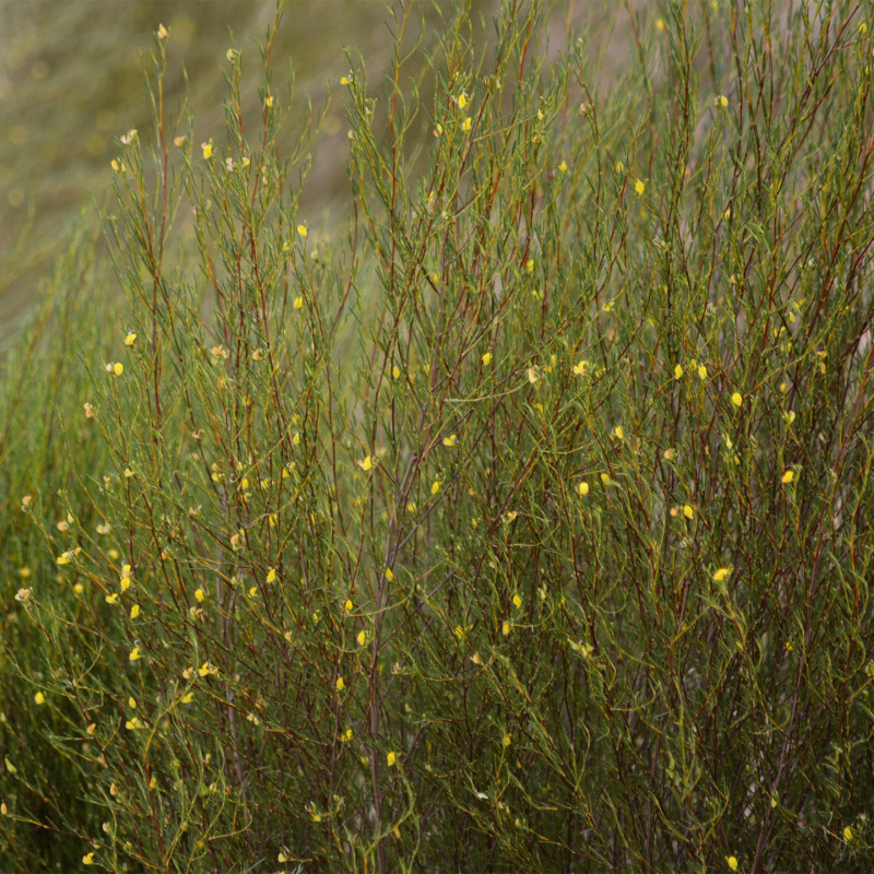 Organic Rooibos Herbal Tea* – 20 Bags | Romon Nature