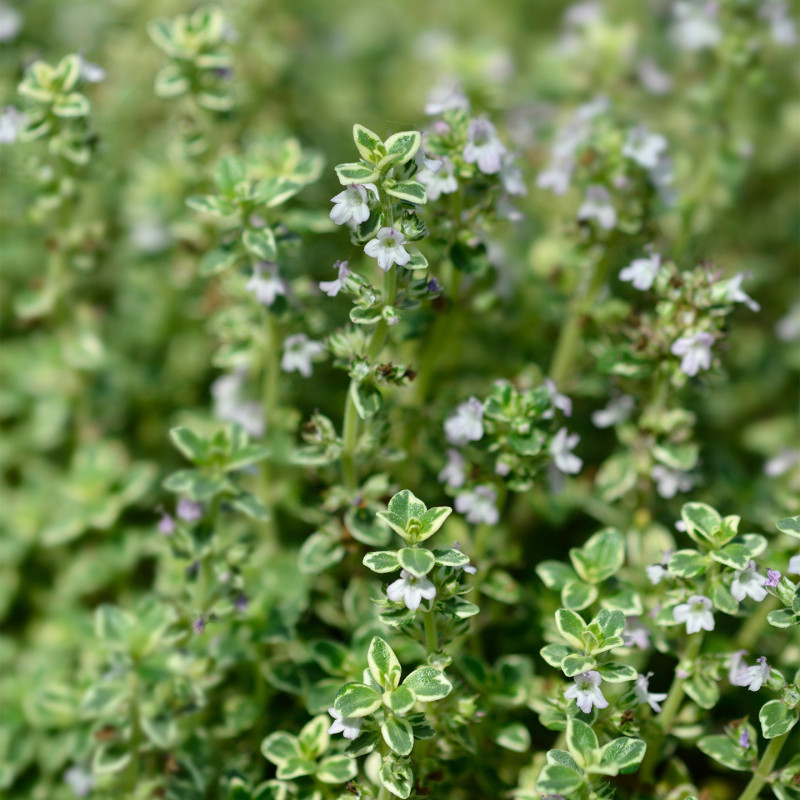 Tisane Thym Citron France Bio* – 18 Sachets | Romon Nature