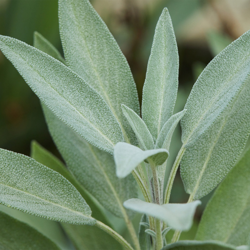 Organic Sage Tea – 18 Bags | Romon Nature