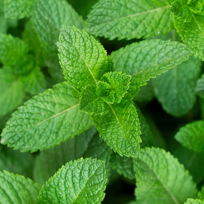 Organic Mint Tea France* – 18 Bags | Romon Nature