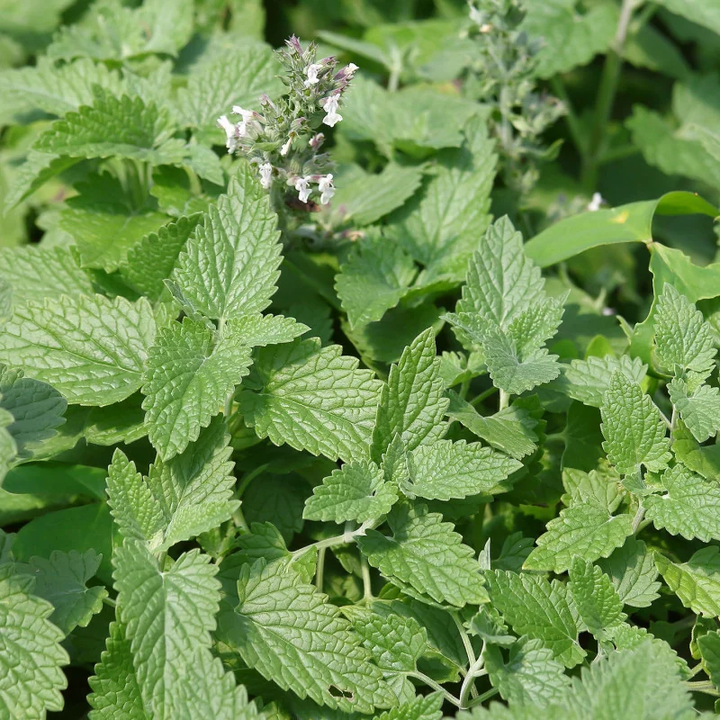 Organic French Lemon Balm Herbal Tea* - 18 Tea Bags