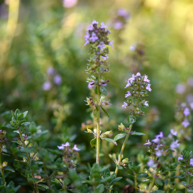 Tisane Thym Bio* – 18 Sachets | Bienfaits Respiratoires et Digestifs