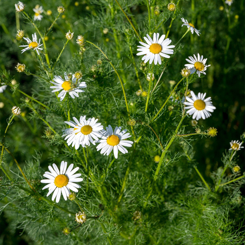 Tisane Camomille France Bio* – 18 Sachets | Romon Nature