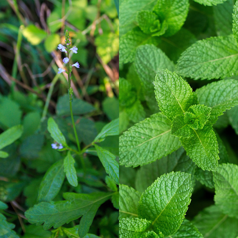 Organic Verbena/Mint Tea – 18 Bags | Provence d’Antan*