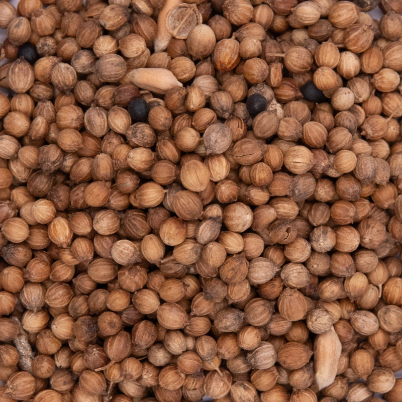 Coriandre Bio 20g – Grains entiers parfumés de Provence