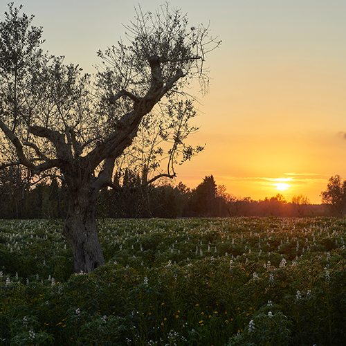 Épices, Herbes et Sels 