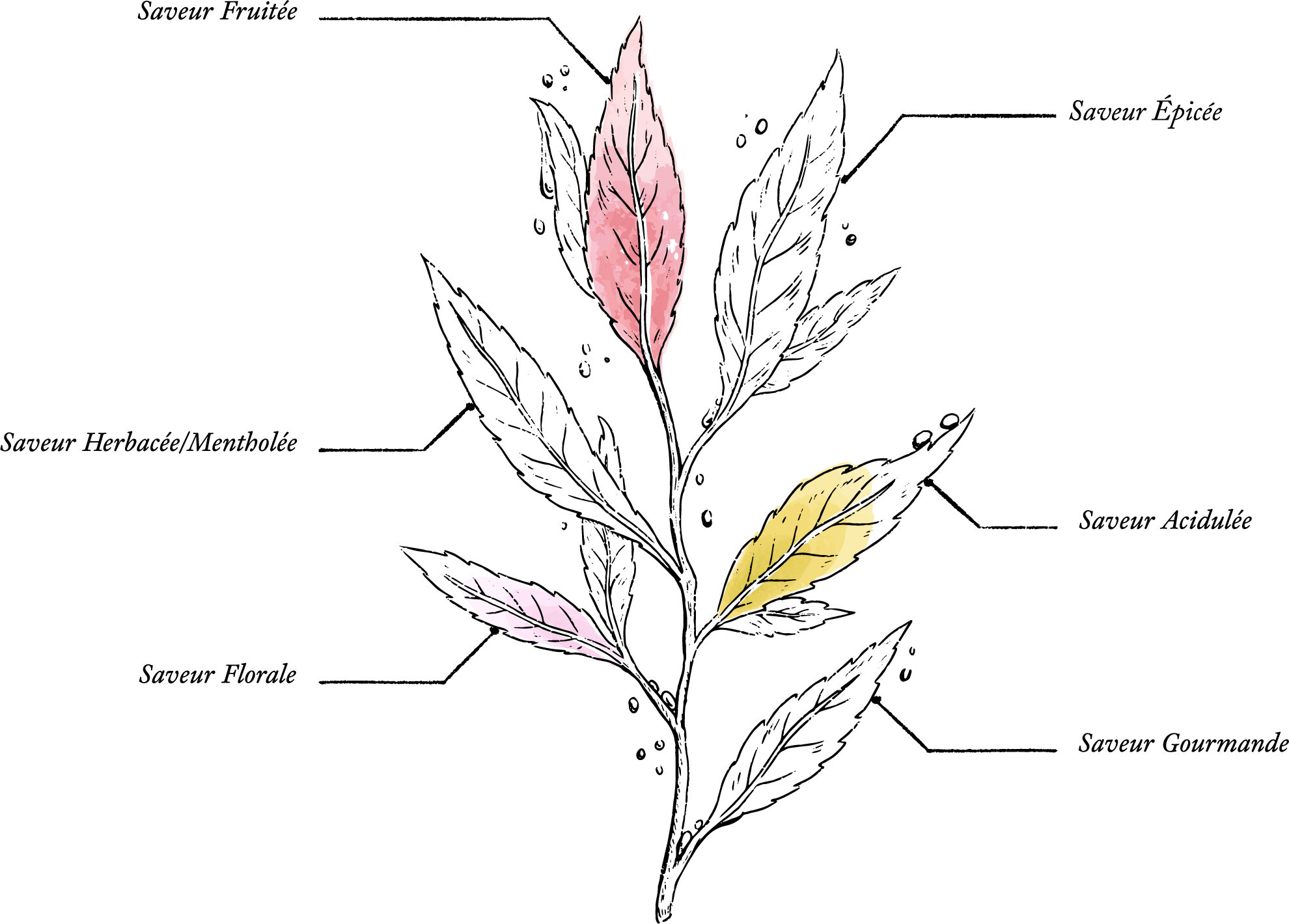 Infusion Fruits des Bois Bio* - Image description