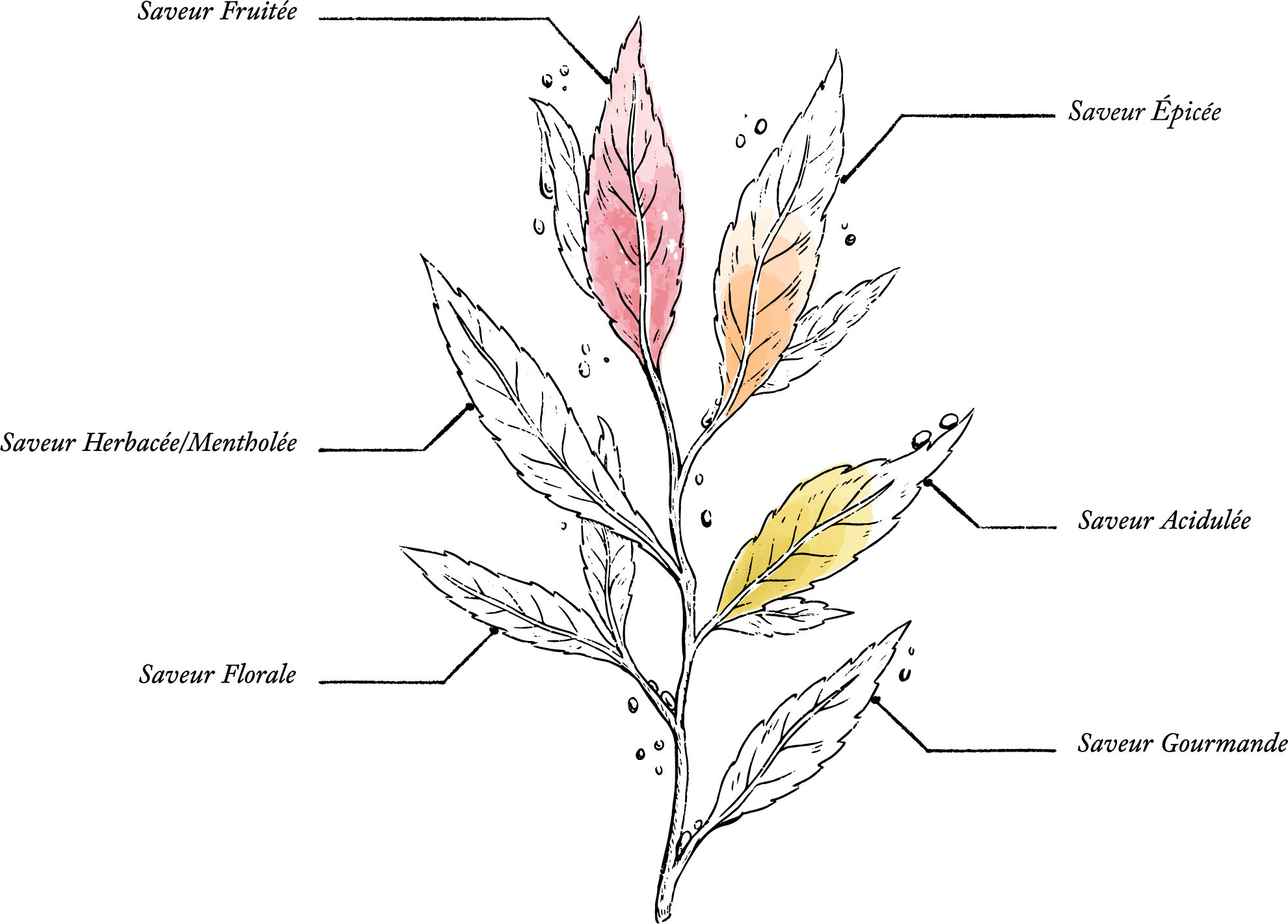 Organic Ginger Lemon Infusion - Image description