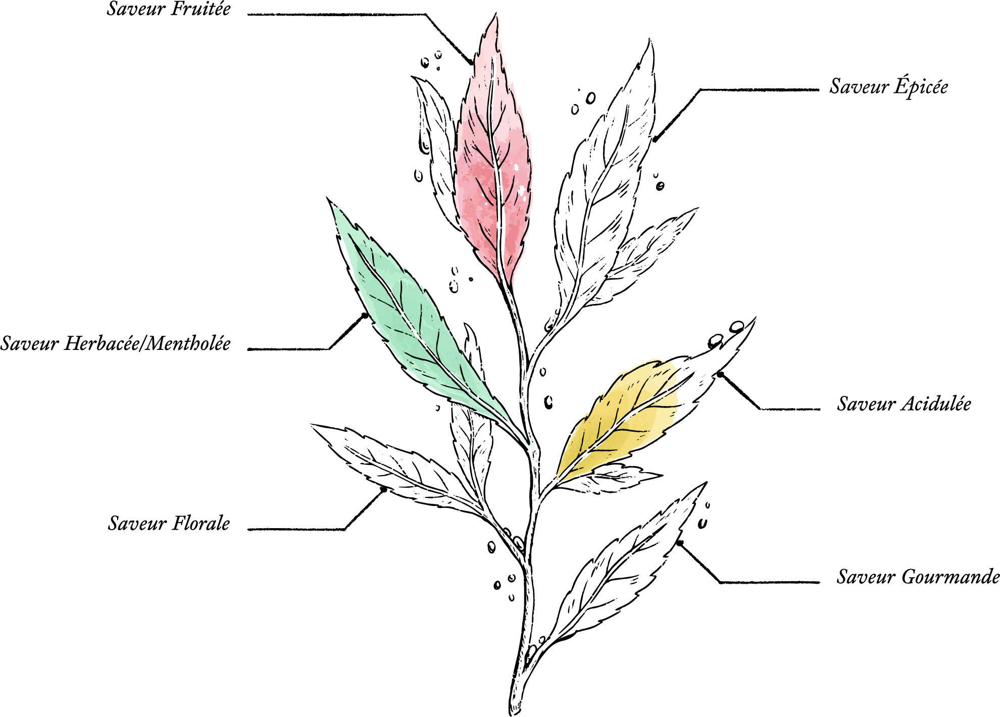 Organic Crazy Mojito Infusion - Image description