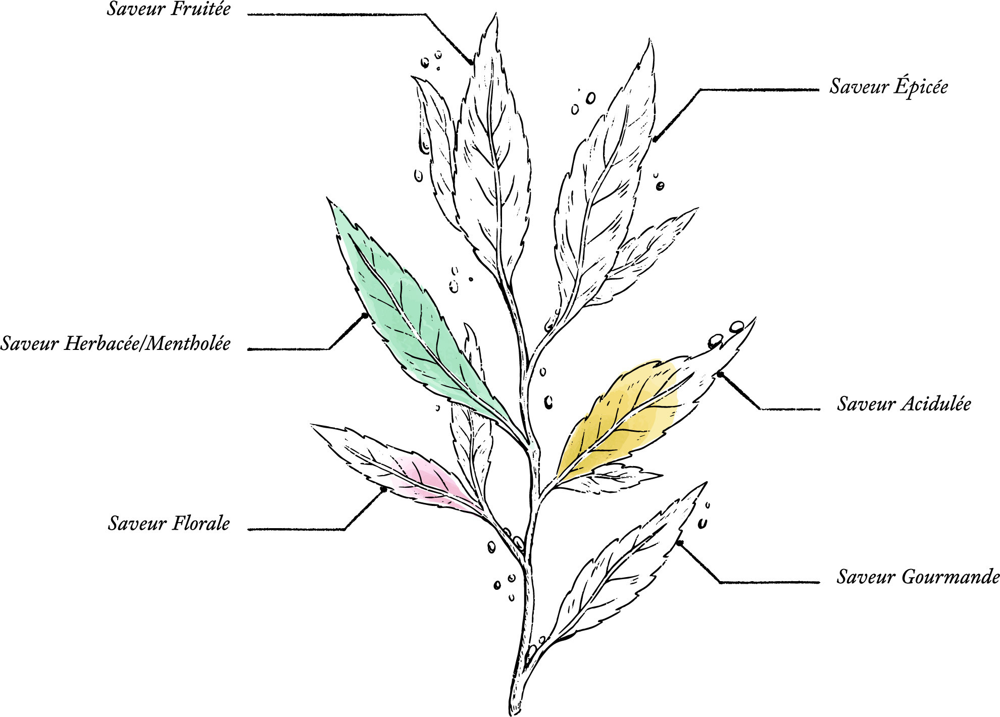 Organic Herbal Tea for Better Digestion*  Patented Plant Extraction - Image description