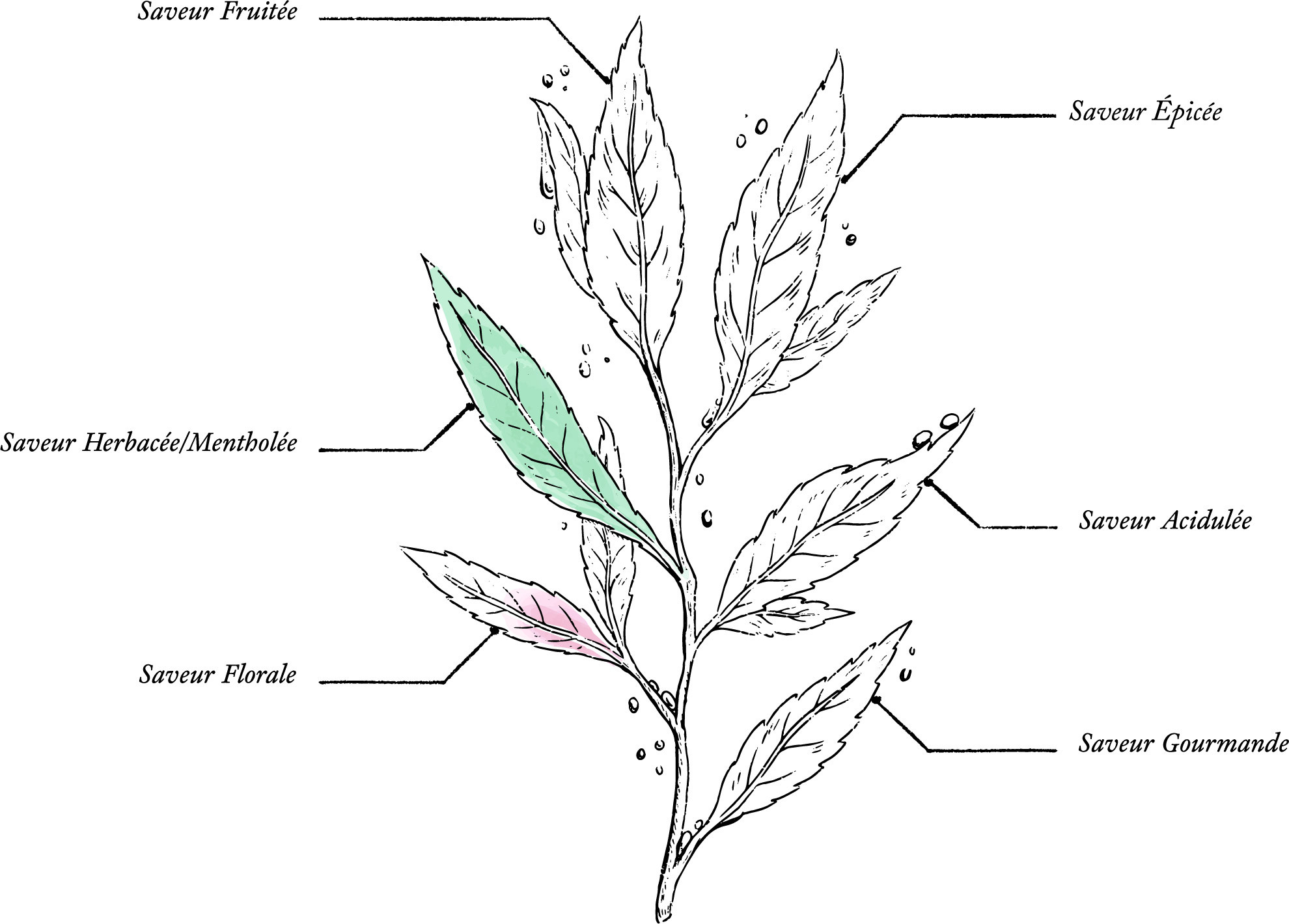 Organic Herbal Tea for Detox Support* – Patented Plant Extraction - Image description