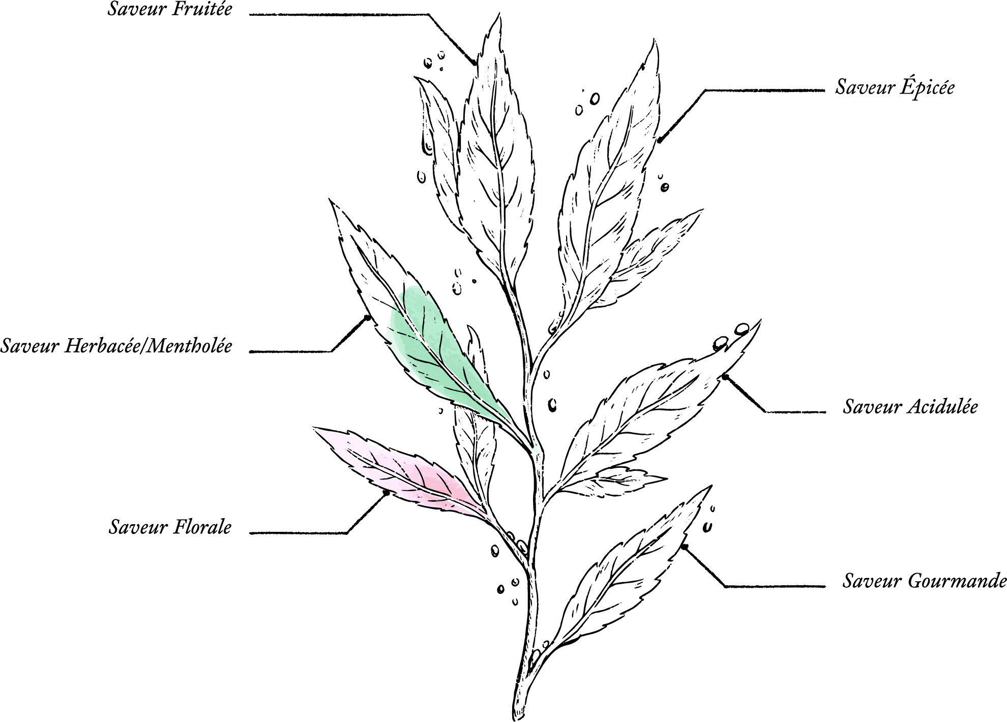 Organic Jasmine Sleep Herbal Tea* - Image description