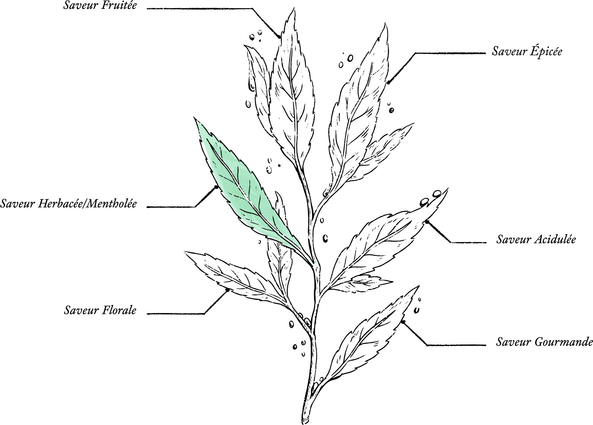 Tisane Eucalyptus Bio* - Image description
