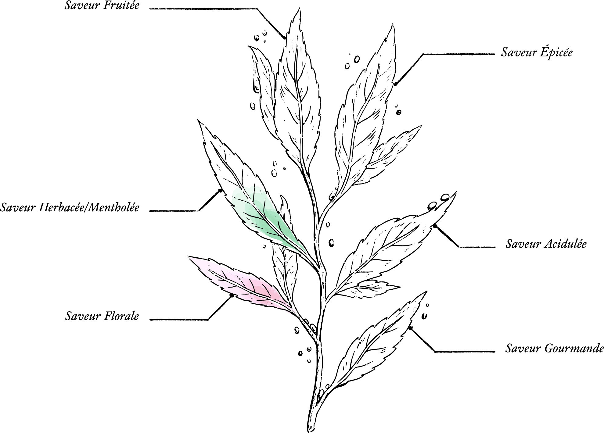 Tisane Camomille cultivée en France Bio* - Image description