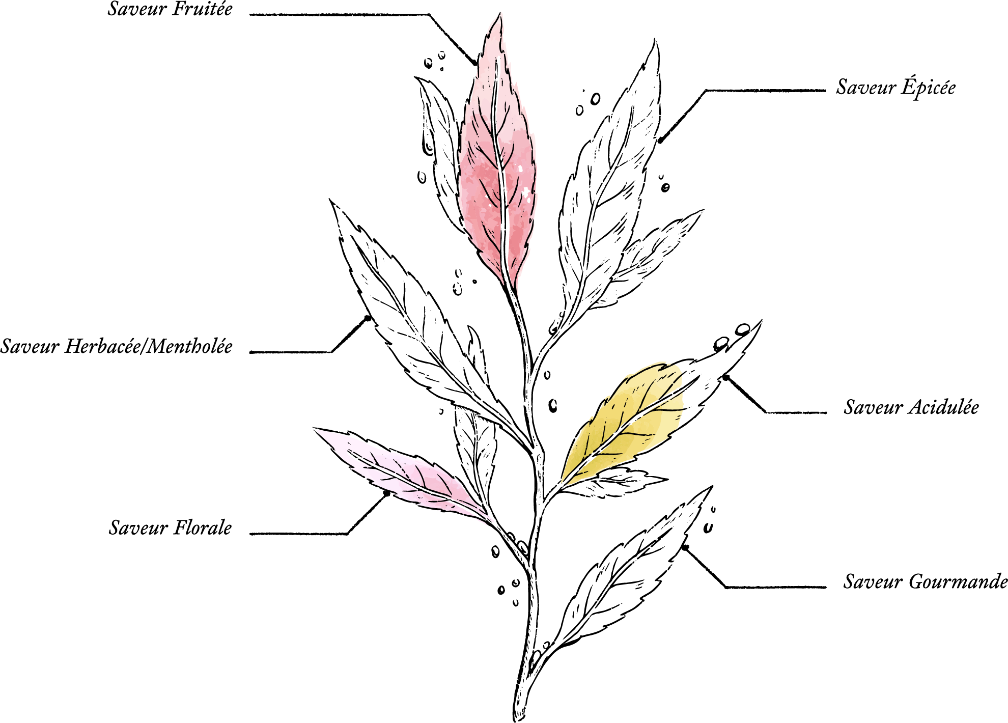 N°7 DETOX - Organic Infusion 50g* - Image description