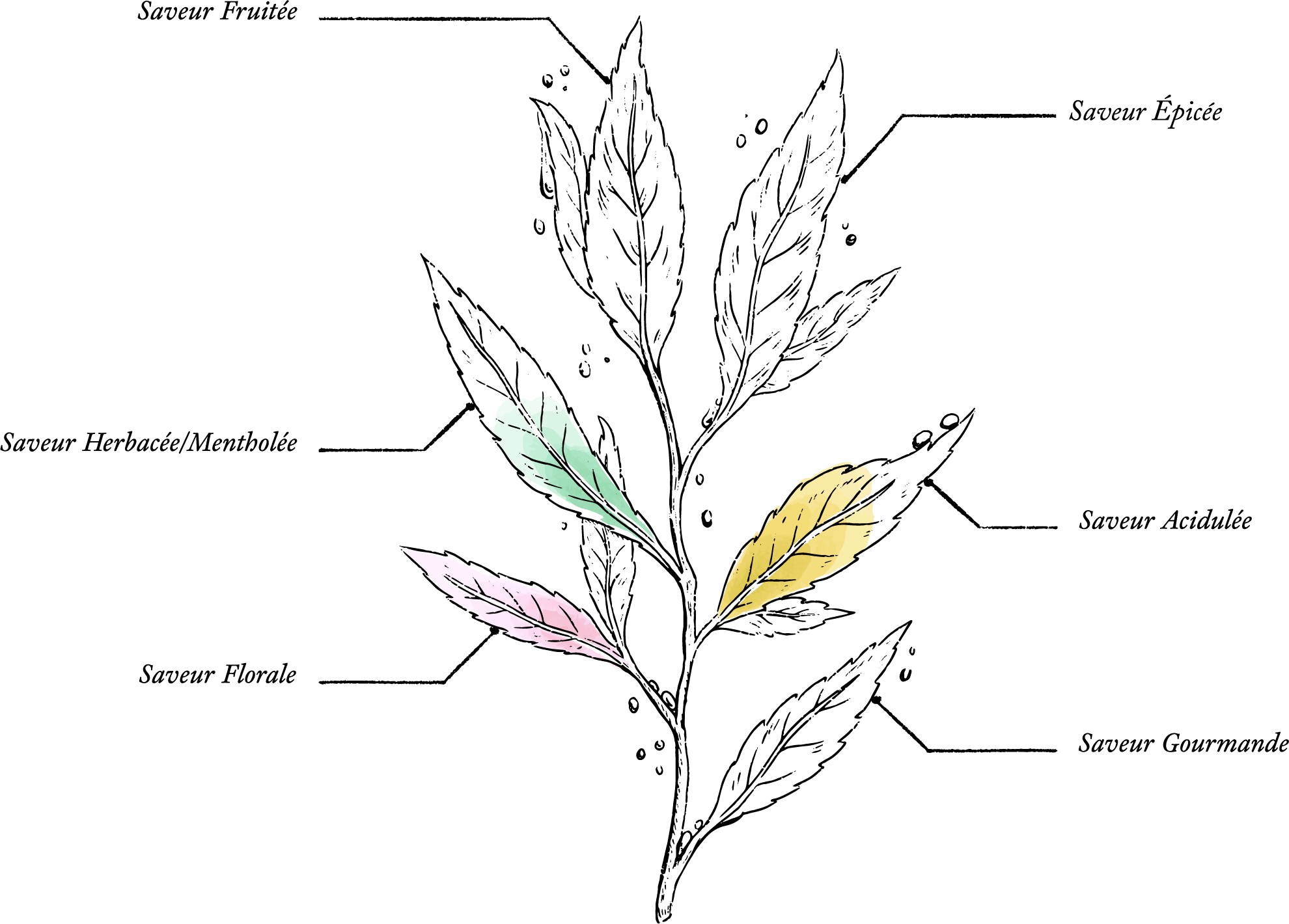 Infusion Céleste Mélisse Oranger Bleuet Bio* - 30g - Image description