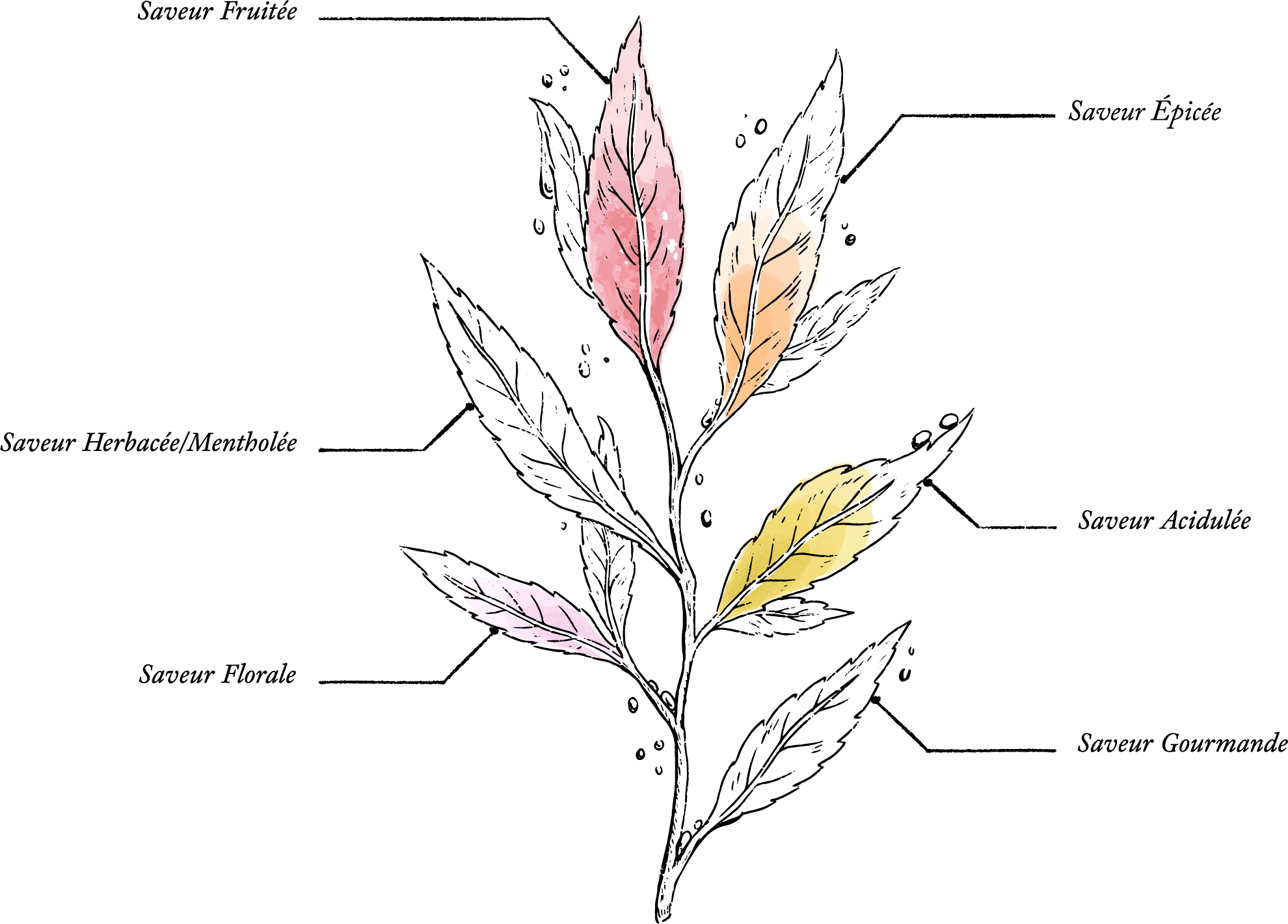 N°2 ENVOUTANTE - Organic Infusion* 70g - Image description