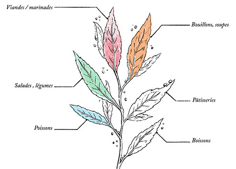 Persillade Bio* -  30g - Image description