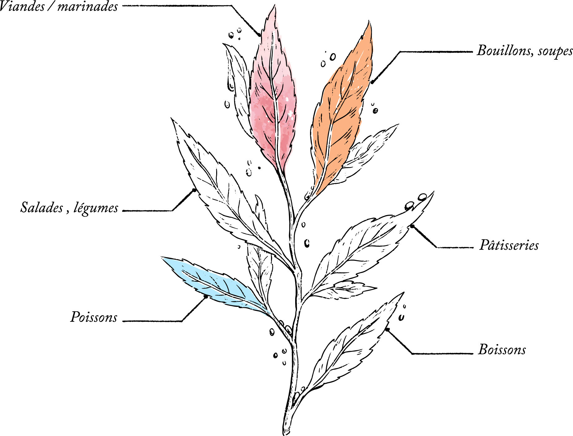 Herbes à poisson Bio* - 30g - Pot Végétal PLA - Image description