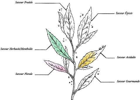 Refill Pyrenees Organic Herbal Tea* - Image description