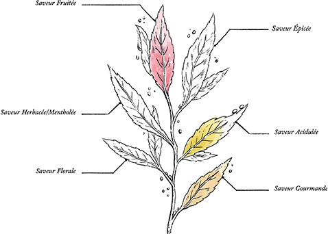 Tisane Fruits des bois Bio* - Image description