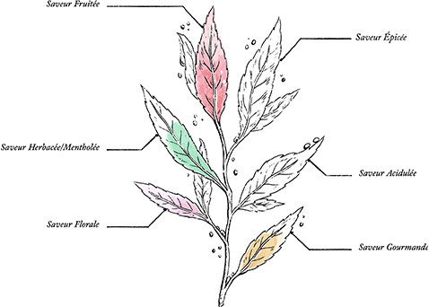 Painters' Organic Herbal Tea* - Image description
