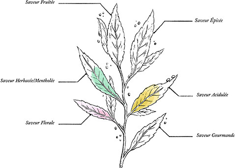 Tisane Sérénité Bio* - Image description