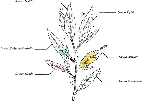 Sleep Organic Herbal Tea * - Image description