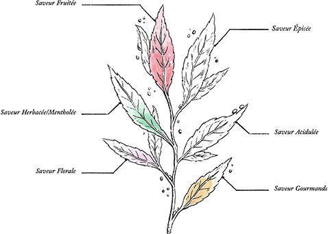 Tisane Alpes Bio* - Cube recharge - Image description