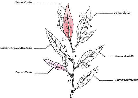 Tisane Arlésienne Bio* - Image description