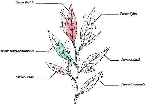 Organic Infusion - Alps* - Image description