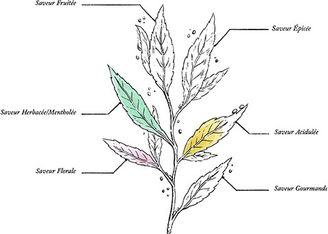 Organic DRUIDS Herbal Tea Set* Magnetic Paperboard Set - Image description