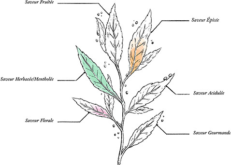 Tisane Articulations Bio* - Image description