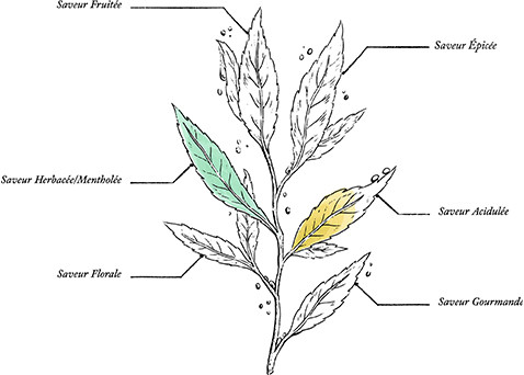 Organic Liver Wellness Herbal Tea* - Image description