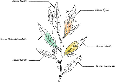 Organic Cholesterol Herbal Tea - Image description