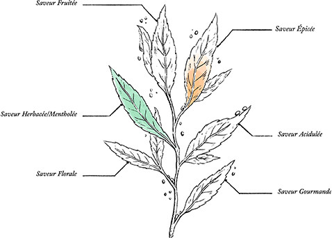 Organic Cold Relief Herbal Tea* - Image description