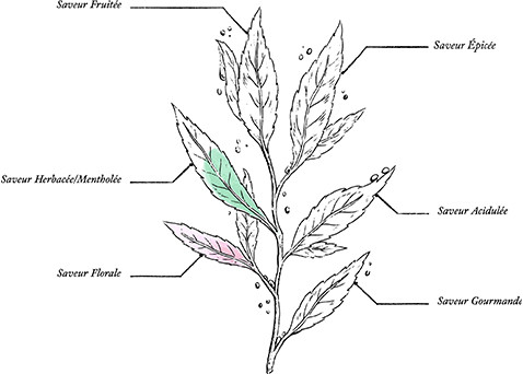 Organic Lavender Sleep Herbal Tea* - Image description