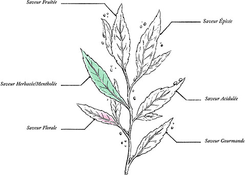 Organic Nature Sleep Herbal Tea* - Image description