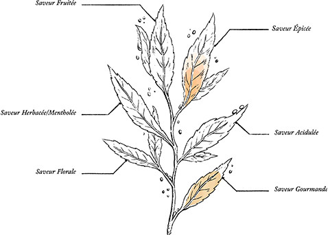 Organic Chai Infusion - Image description