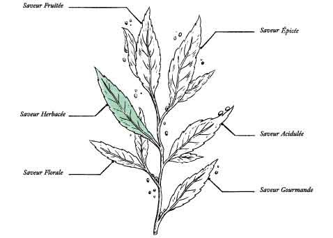 Organic Water Retention Herbal Tea* - Image description