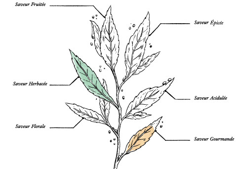 Tisane Élimination Bio* - Image description