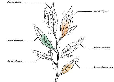 Organic Detox Vegetable Herbal Tea* - Image description