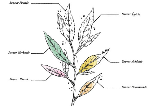 Organic Herbal Tea for Better Transit Regulation* Patented Plant Extraction - Image description