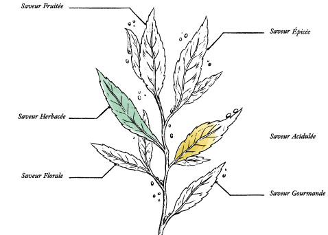 Tisane bio* Mieux Mincir - Image description