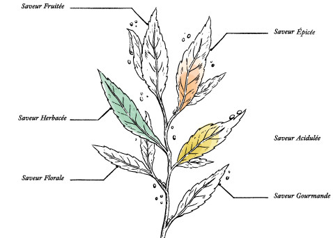 Organic Blood Sugar Balance* - Image description